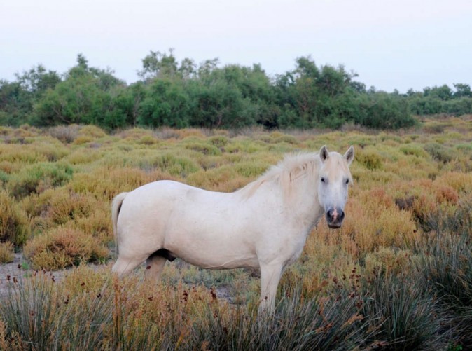 048_Wildpferd L'Estelle en Camarque (c) Private Selection Hotels  - Schoene Aussichten Touristik-1448026696
